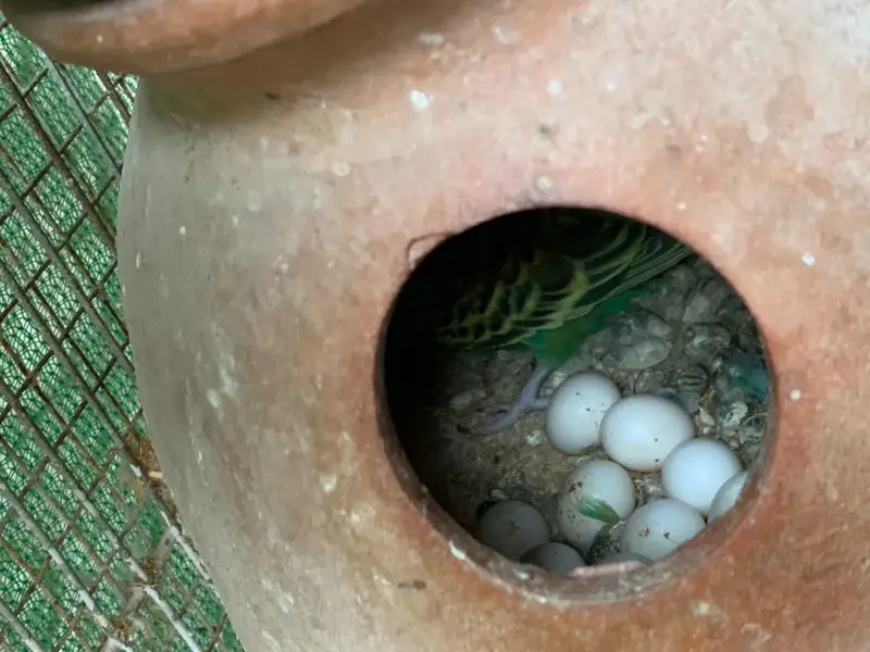 budgie COLONY with cage — photo 5
