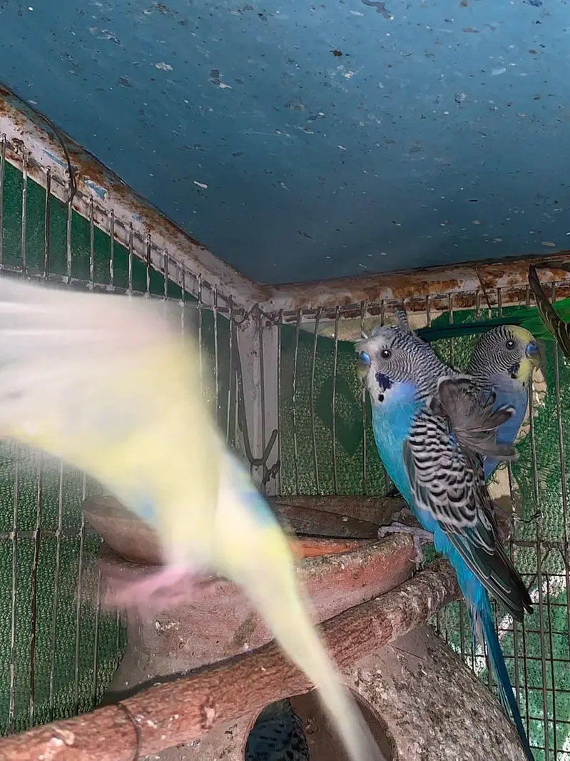 budgie COLONY with cage — photo 6