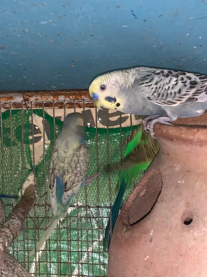 budgie COLONY with cage — photo 7