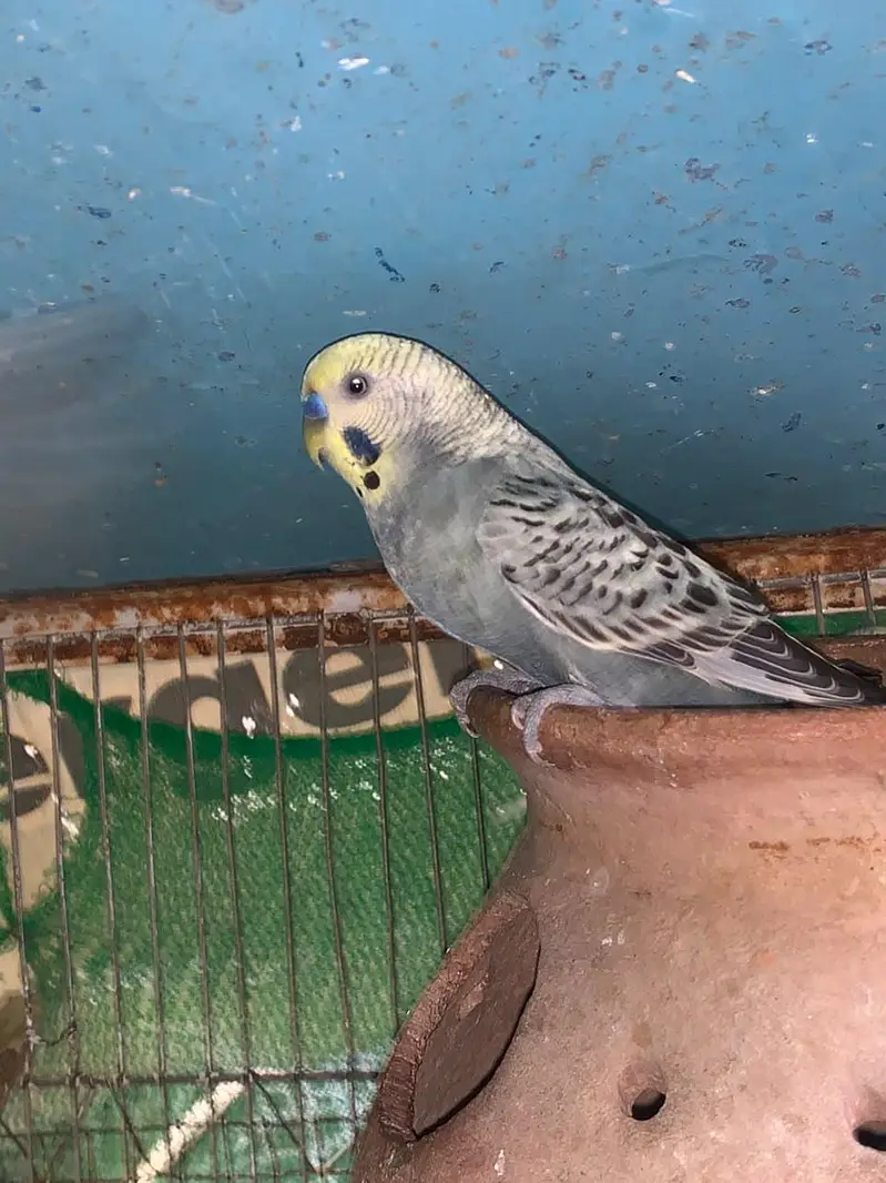 budgie COLONY with cage — photo 8