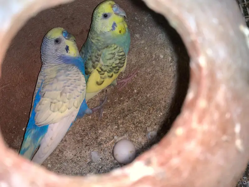 budgie COLONY with cage — photo 9