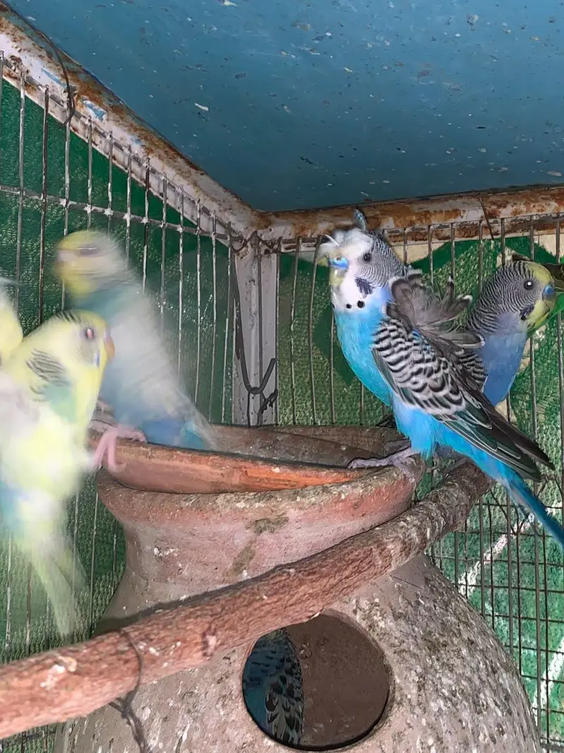 budgie COLONY with cage — photo 10