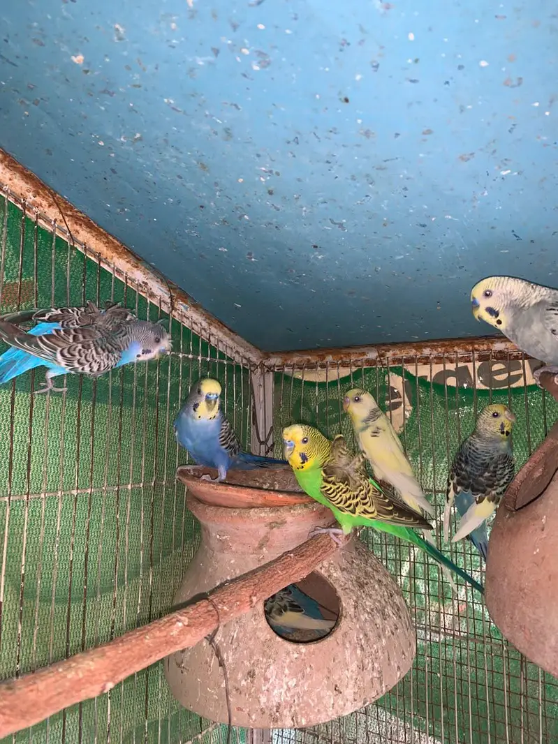 budgie COLONY with cage — photo 11