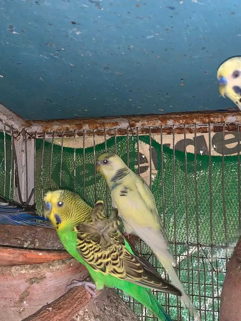 budgie COLONY with cage — photo 12