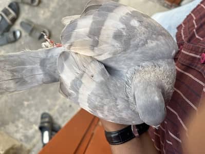 White Baar Young female