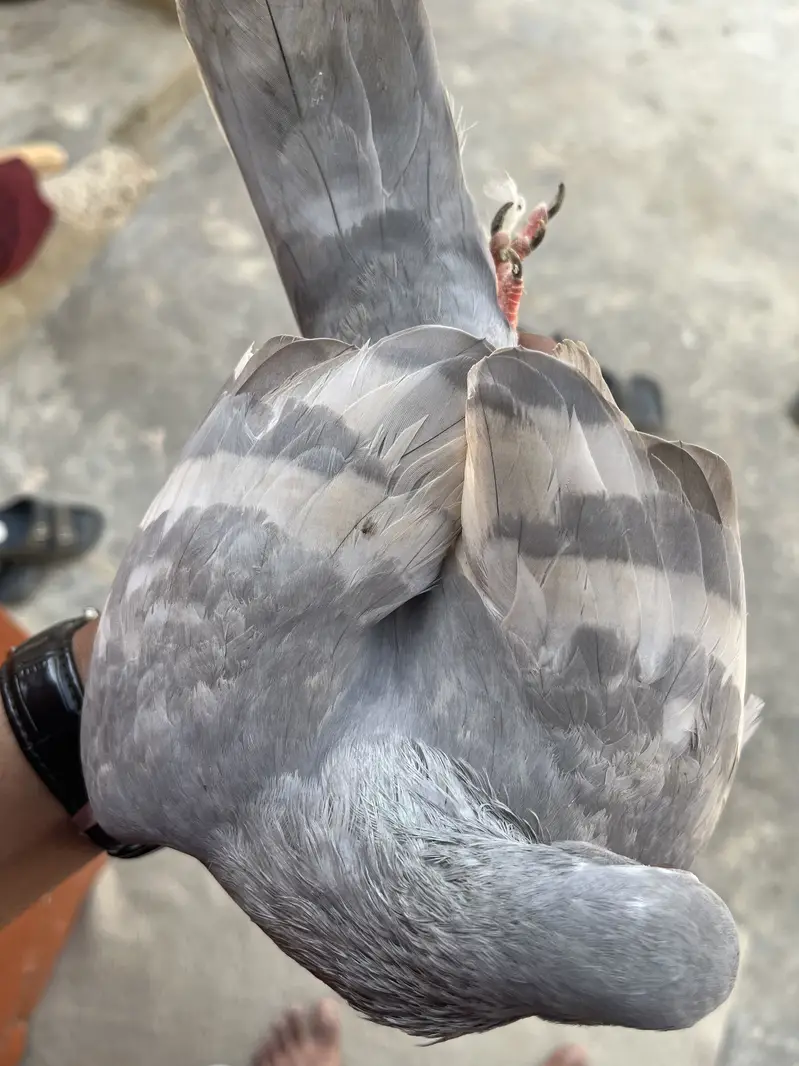 White Baar Young female — photo 2