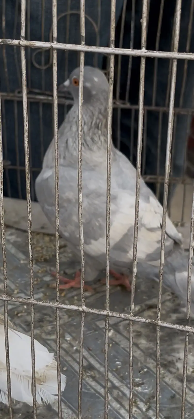 White Baar Young female — photo 3
