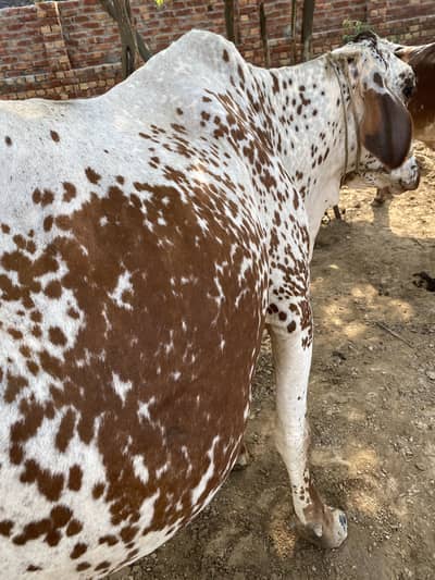 Cholistani cow