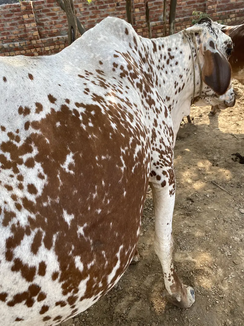 Cholistani cow