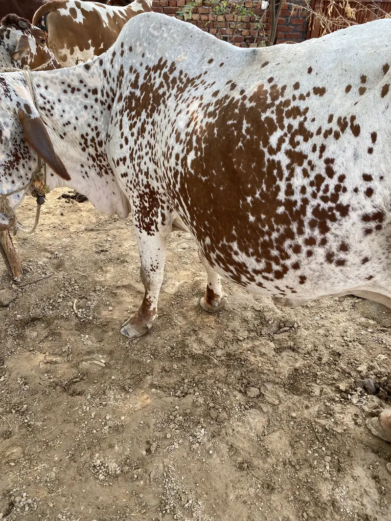 Cholistani cow — photo 2