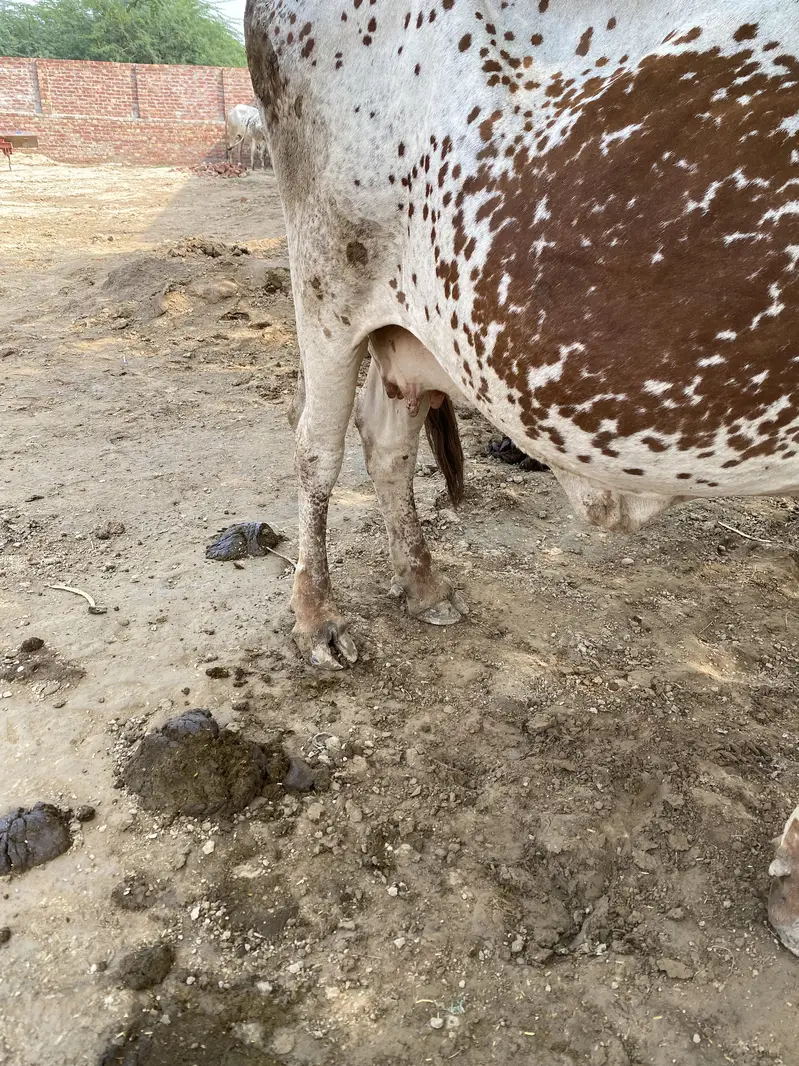 Cholistani cow — photo 3