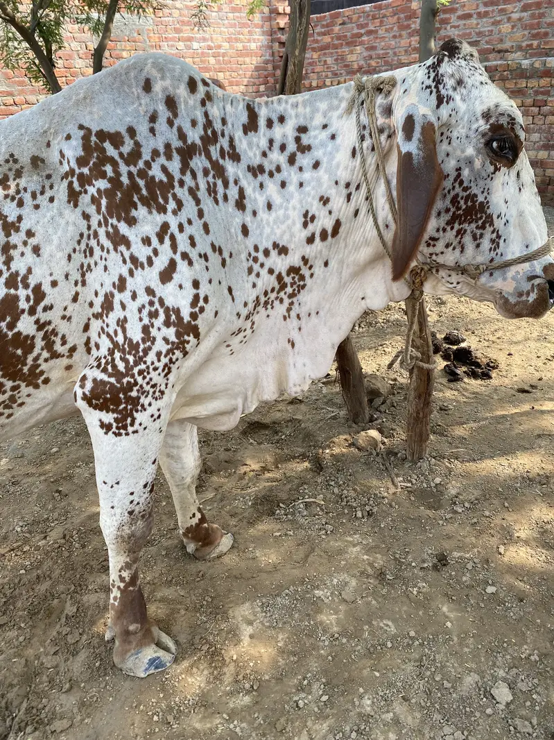 Cholistani cow — photo 4