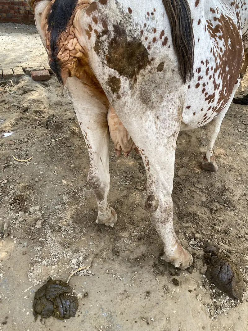 Cholistani cow — photo 5