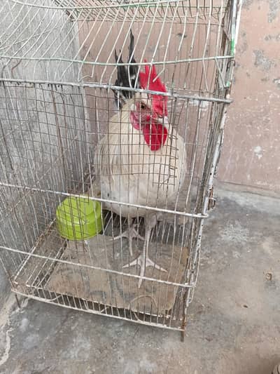 male hai