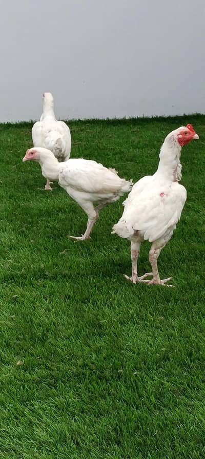 paper white hera aseel pair 1 male 2 female