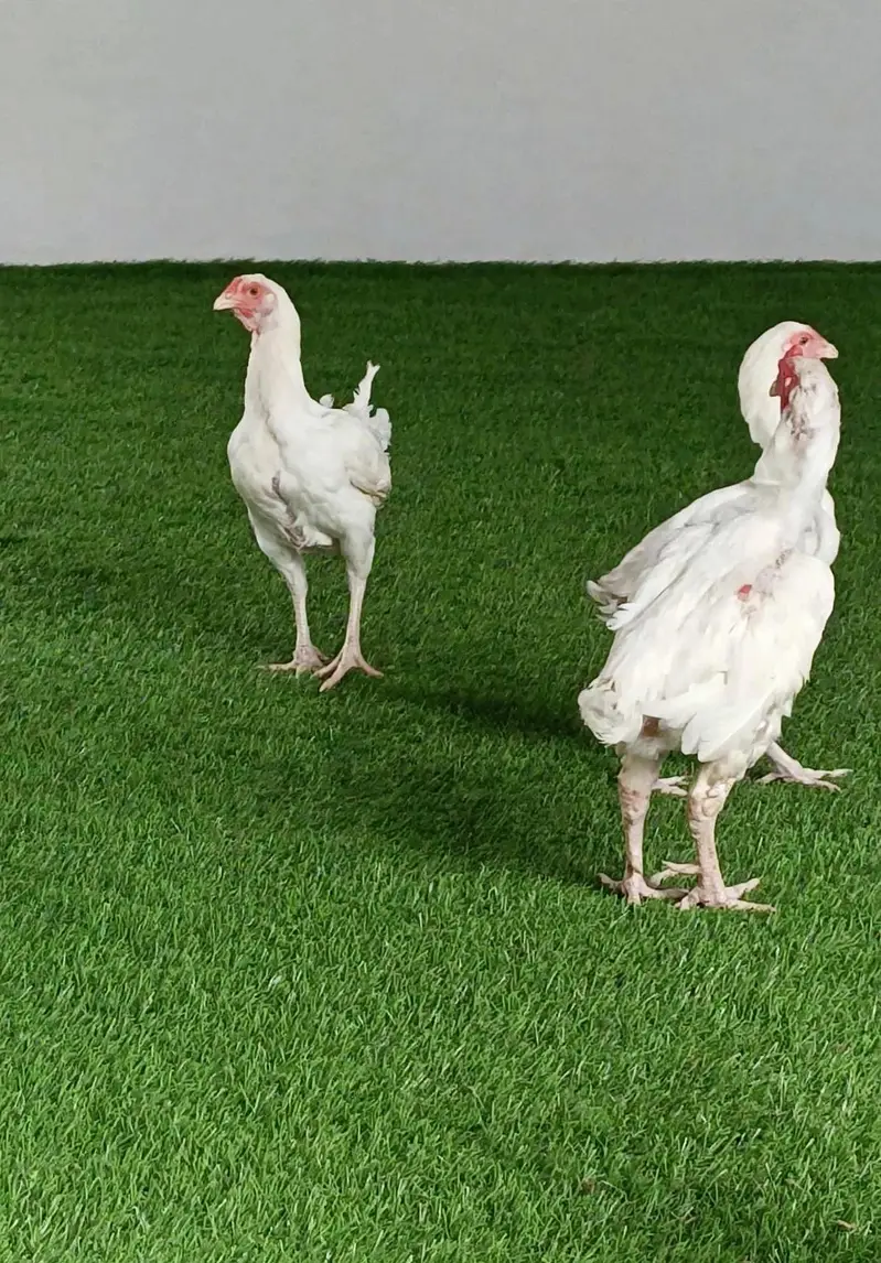 paper white hera aseel pair 1 male 2 female — photo 2