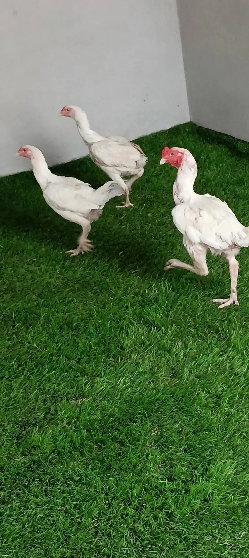 paper white hera aseel pair 1 male 2 female — photo 3
