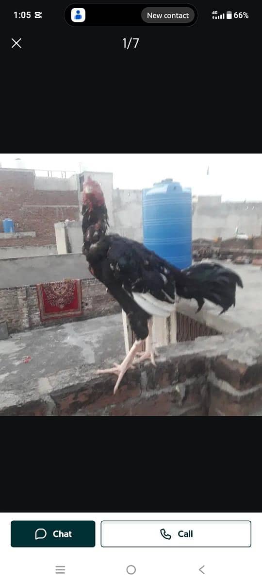 aseel 3