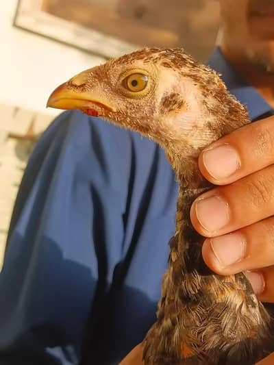 3 months Aseel Chicks