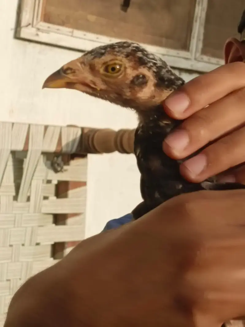 3 months Aseel Chicks — photo 4