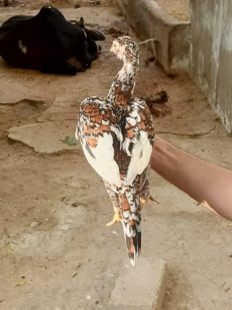 3 months Aseel Chicks — photo 5