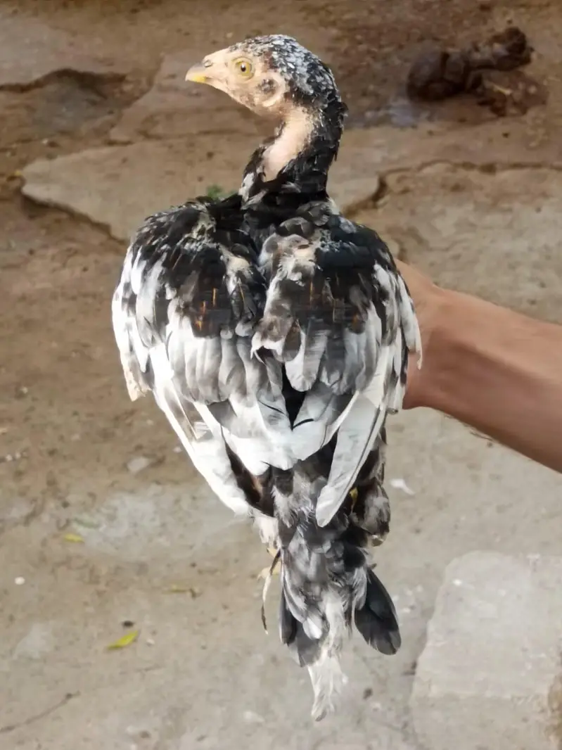 3 months Aseel Chicks — photo 6