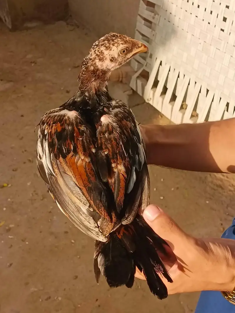 3 months Aseel Chicks — photo 10