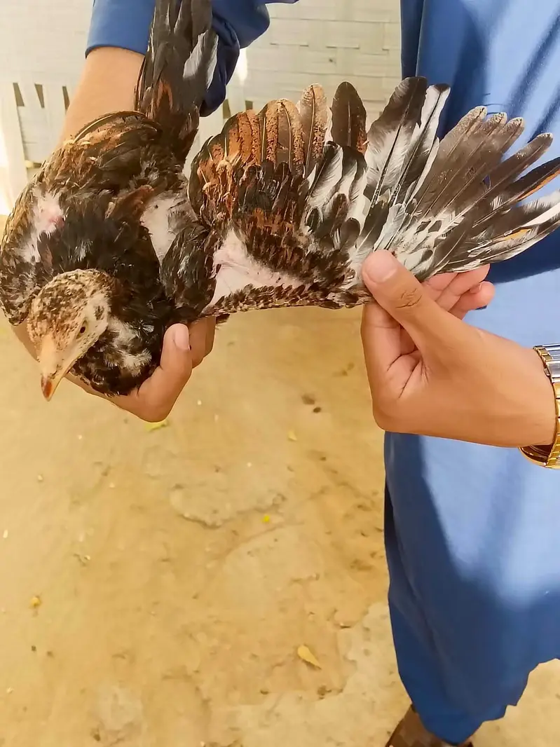 3 months Aseel Chicks — photo 12