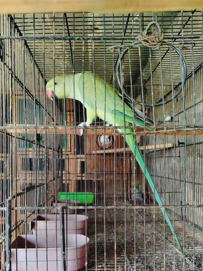 Jumbo Size Female