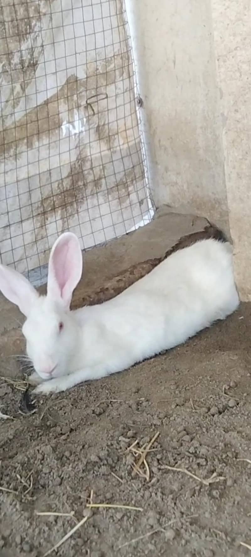 Rabbits available 0