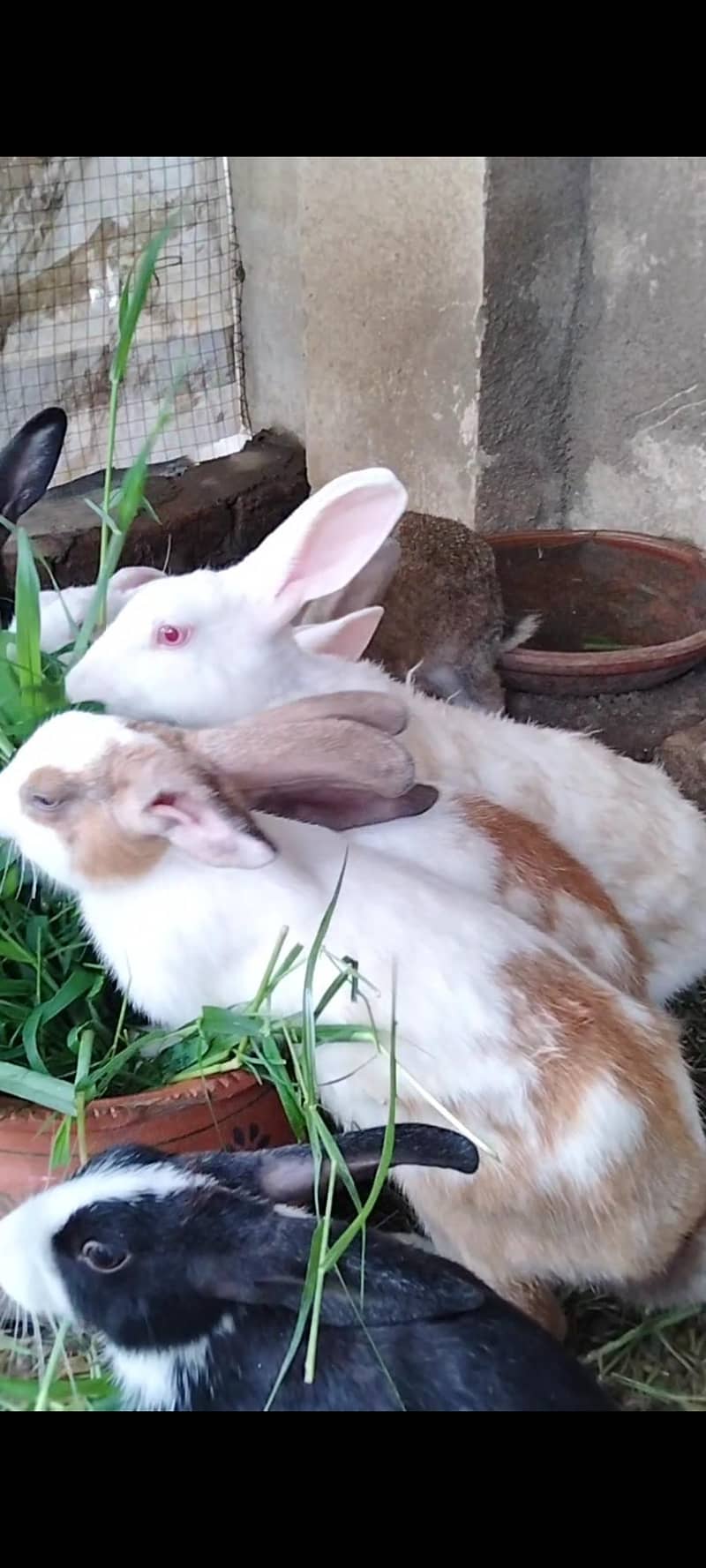 Rabbits available 1