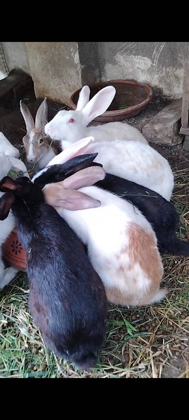 Rabbits available 2