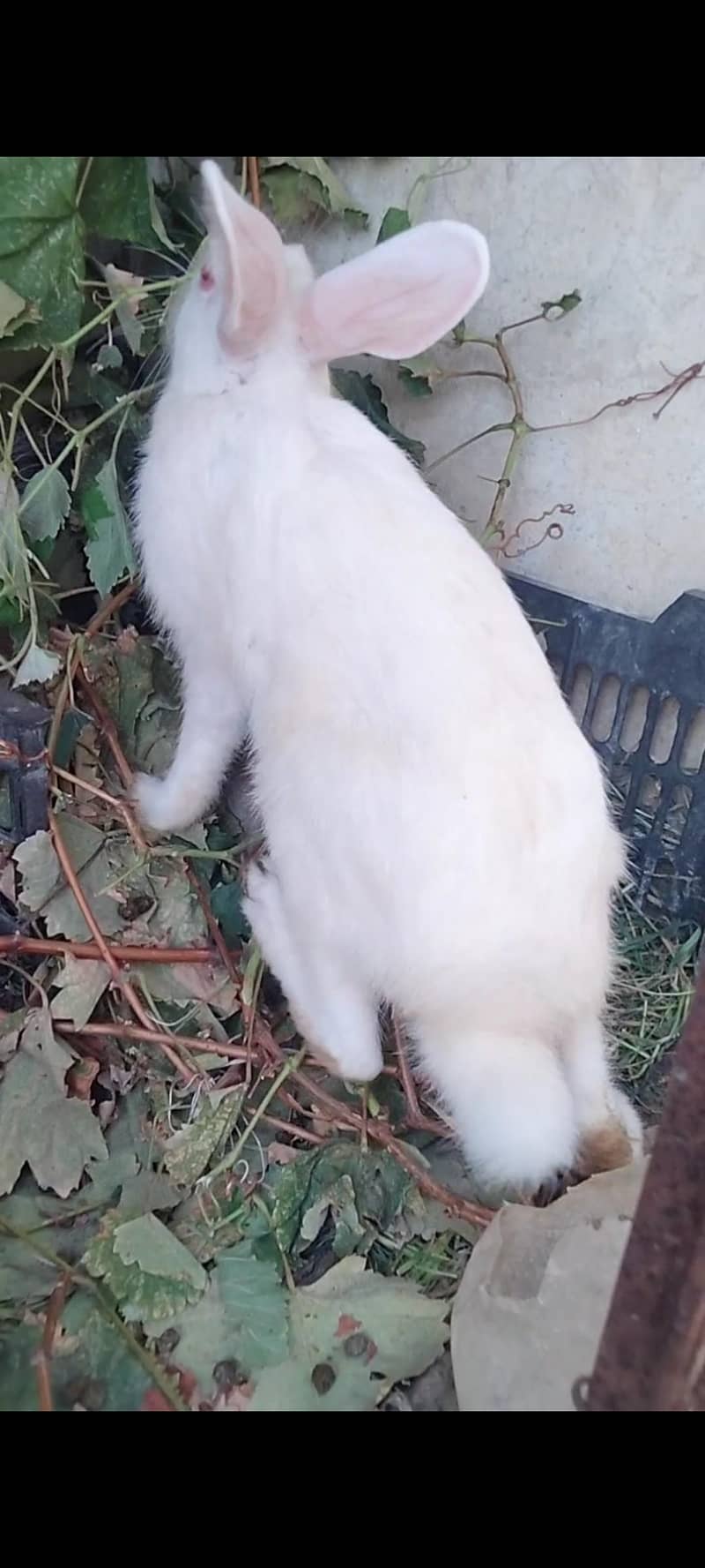 Rabbits available 3