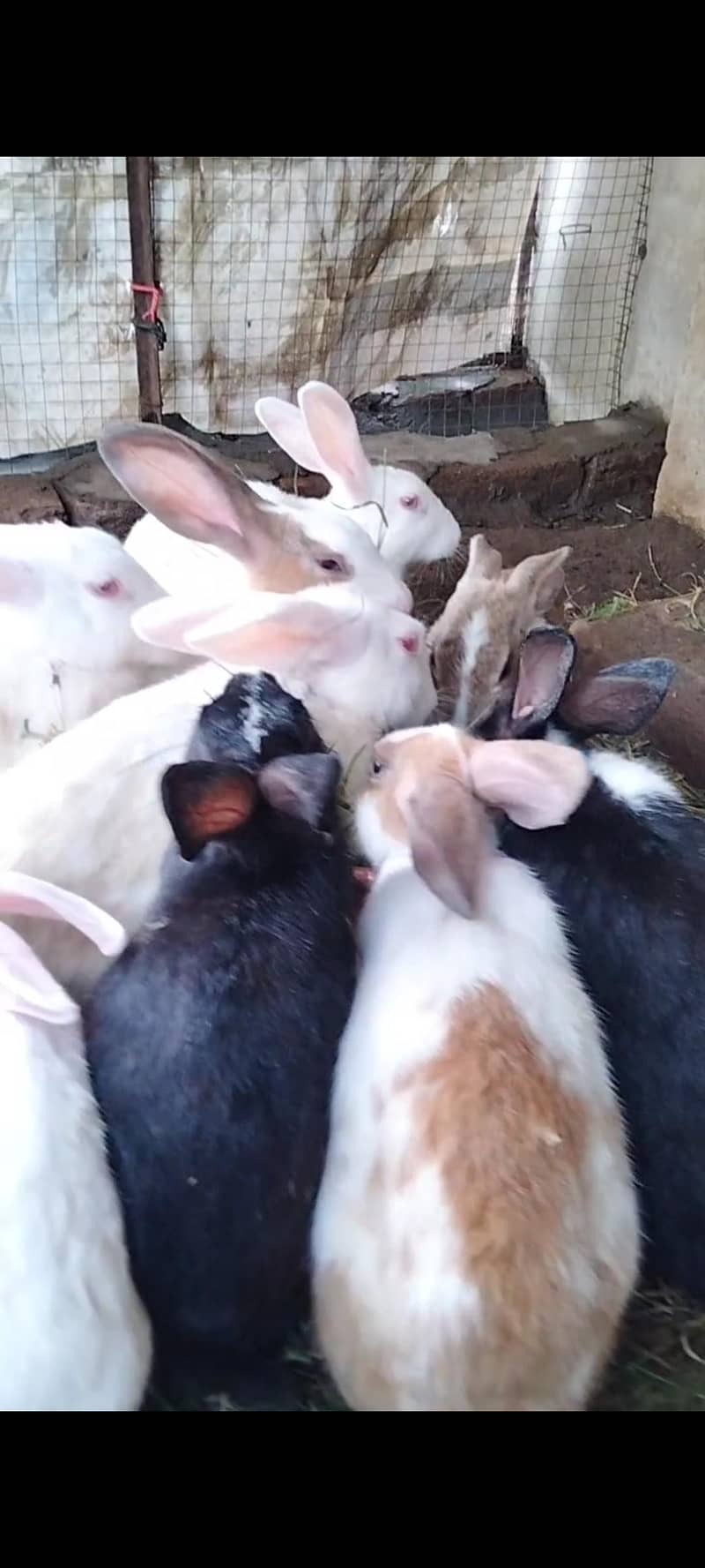 Rabbits available 4