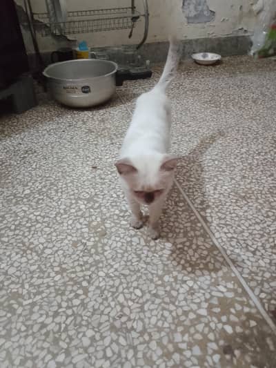 siamense cat for sale