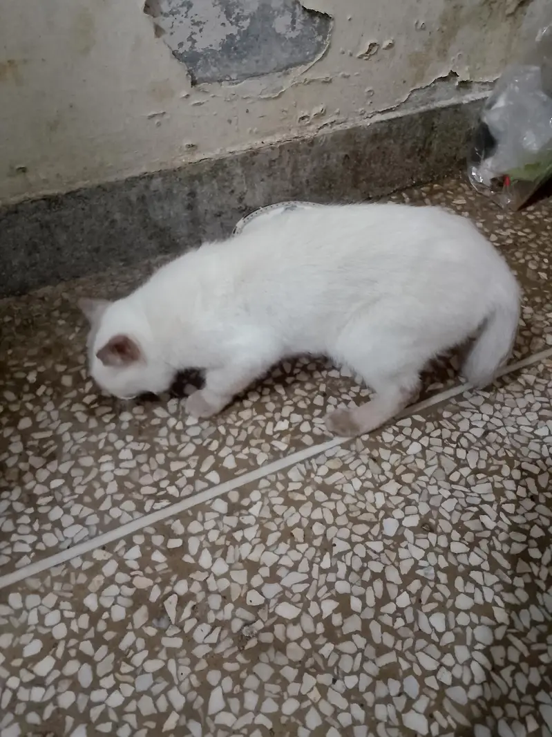 siamense cat for sale — photo 2