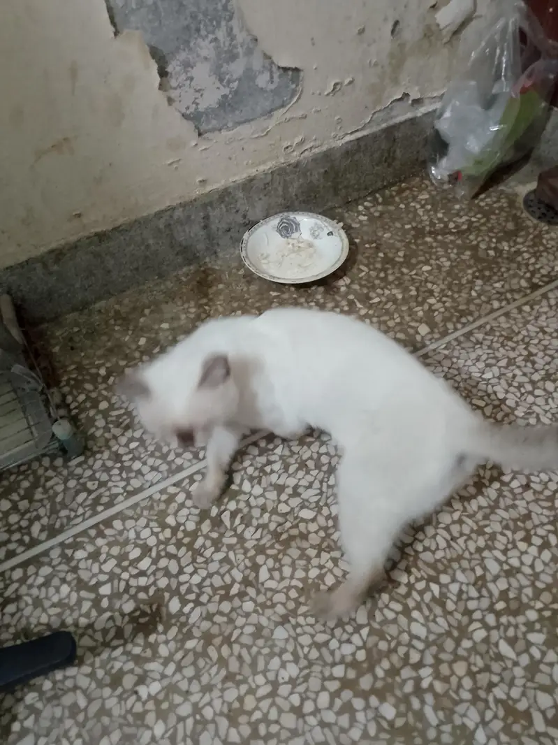 siamense cat for sale — photo 3