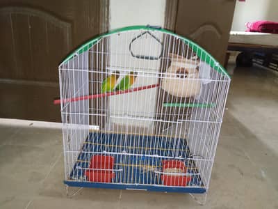 green fisher breeder pair
