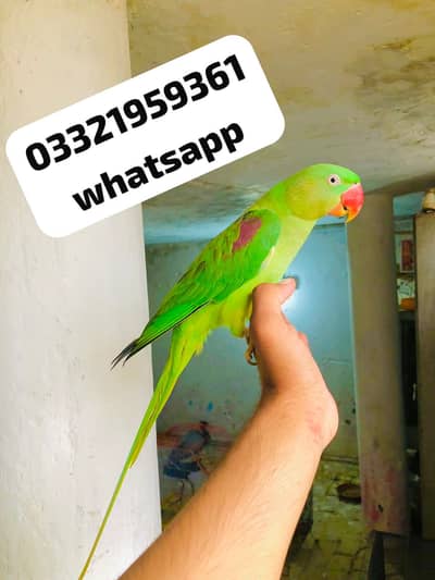 Kashmiri raw Female Parrot