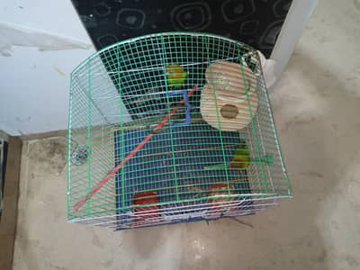 green fisher breeder pair with cage