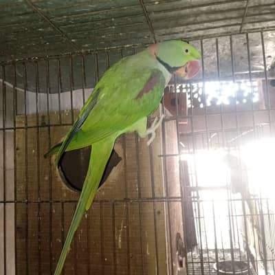 raw parrot