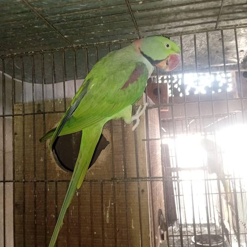 raw parrot 0