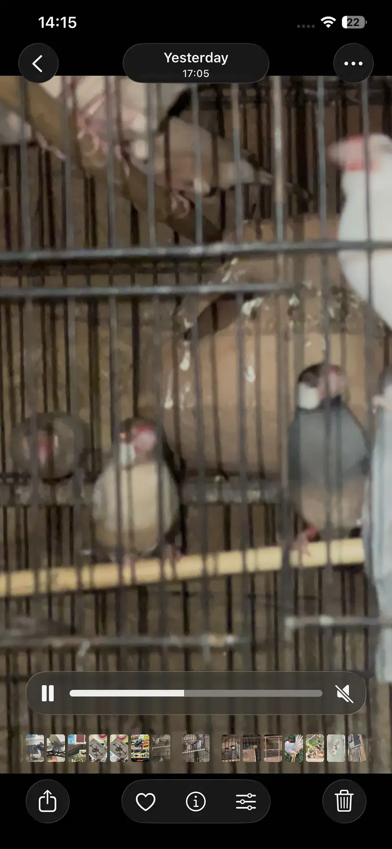 Jawa breeder pair — photo 3