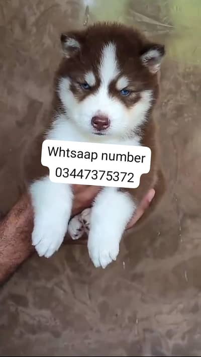Siberian husky fore sale
