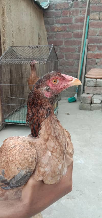 2  ASEEL HEN