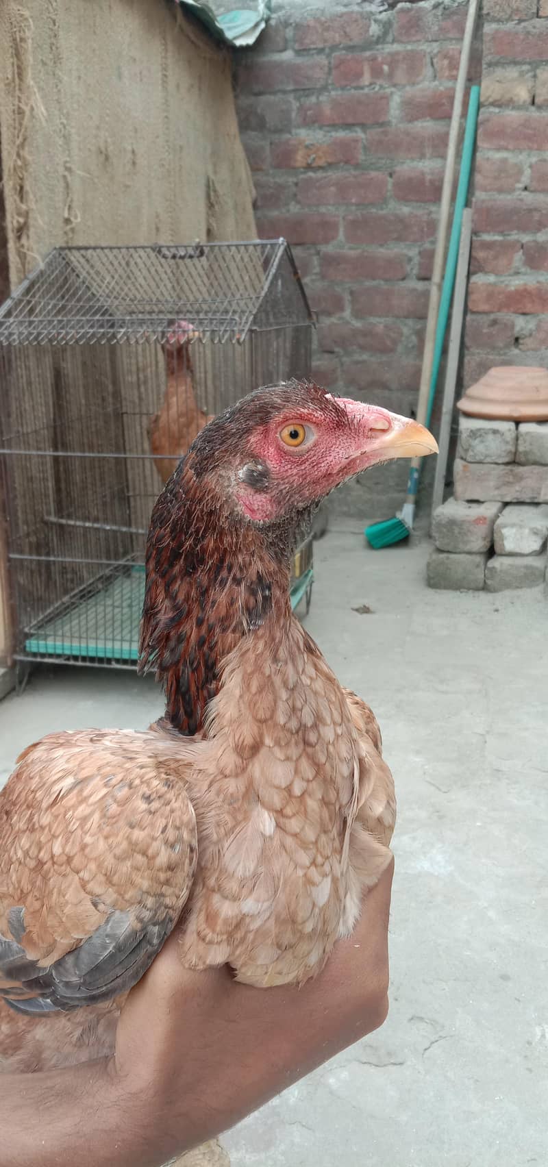 2  ASEEL HEN 0