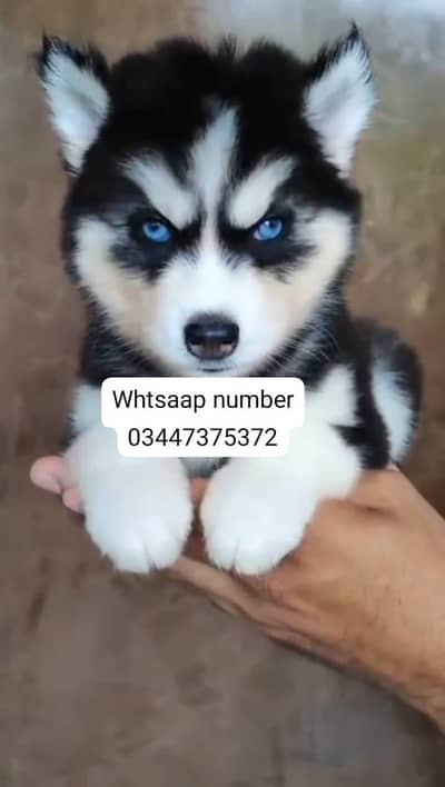 Siberian husky fore sale
