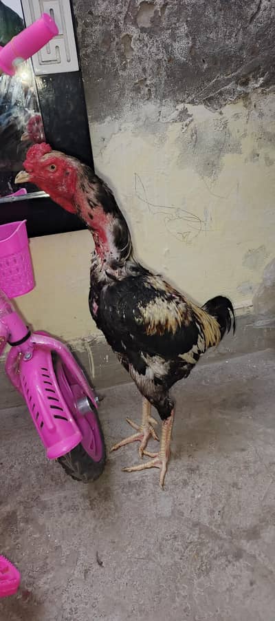 long height patha jawa quality bird