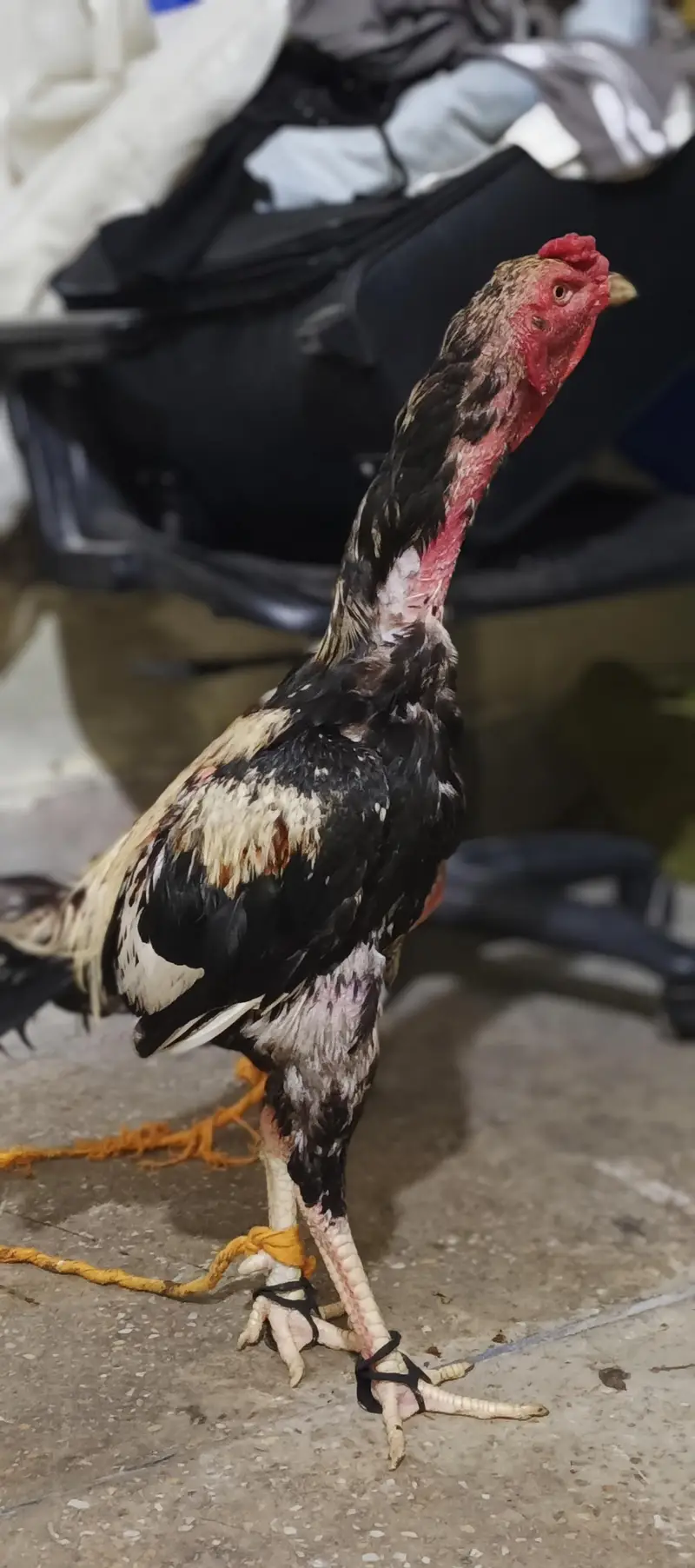 long height patha jawa quality bird — photo 2