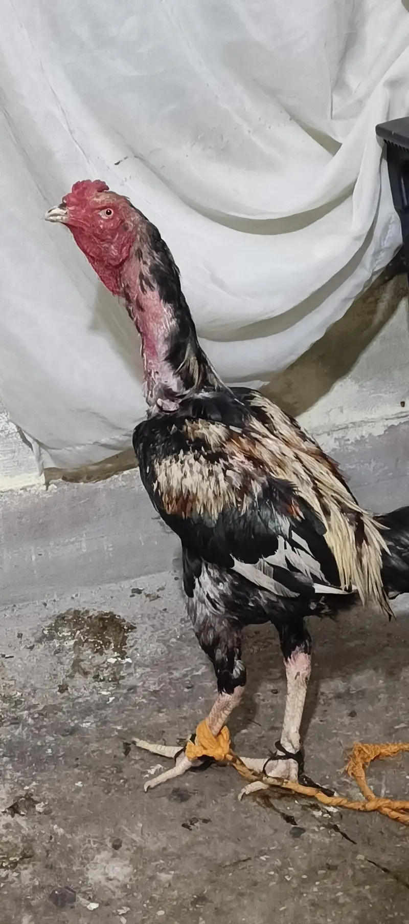 long height patha jawa quality bird — photo 3